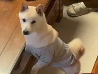 Chia sẻ trường hợp của Vetmedix丨Laser công suất cao tăng tốc quá trình lành vết thương sau phẫu thuật của gãy xương xuyên tâm ở chó