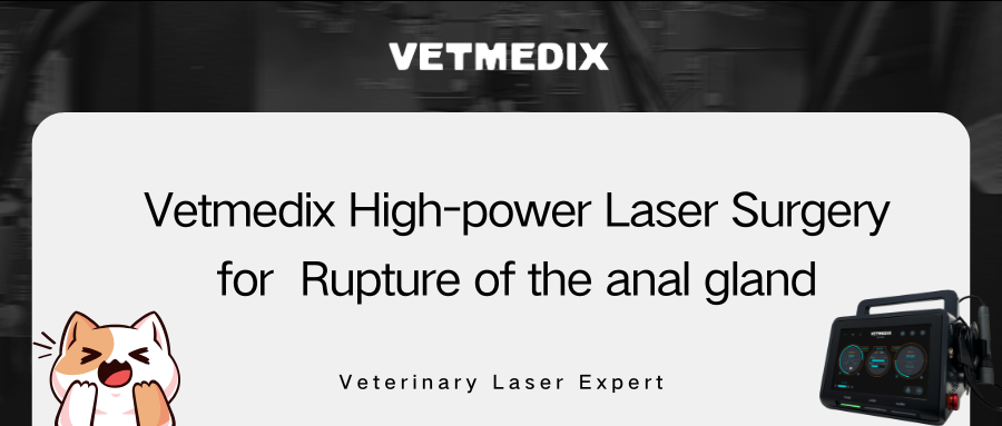 Chia sẻ trường hợp VETMEDIX丨Phẫu thuật Laser công suất cao điều trị vỡ tuyến hậu môn