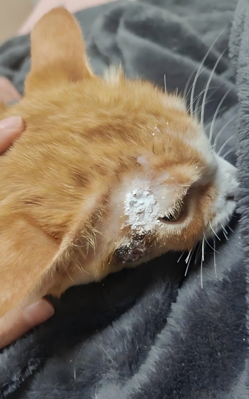 Chia sẻ trường hợp Vetmedix丨Trường hợp ứng dụng liệu pháp Laser năng lượng cao trong điều trị loét da