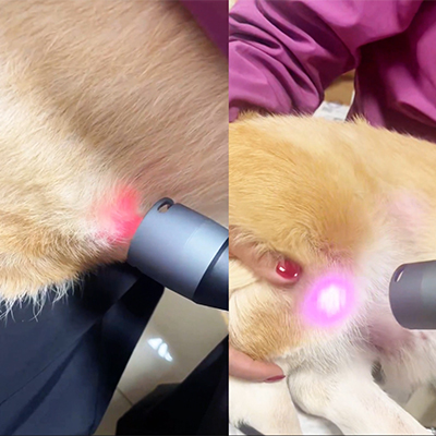 Chia sẻ trường hợp Vetmedix 丨 Trường hợp ứng dụng trị liệu bằng laser loại 4 cho chấn thương khớp gối + Chăm sóc sau phẫu thuật đối với sỏi bàng quang