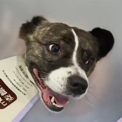 Báo cáo trường hợp của Vetmedix丨Việc sử dụng liệu pháp laser thú y trong điều trị viêm dây thần kinh cấp tính ở bệnh nhân chó