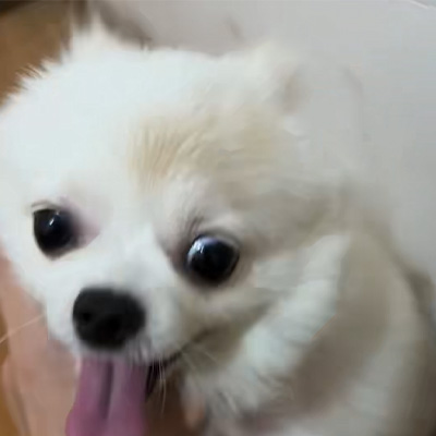 Chia sẻ trường hợp Vetmedix丨Trường hợp ứng dụng Laser năng lượng cao trong điều trị bệnh giun đũa ở chó