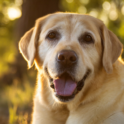 Chia sẻ trường hợp VetMedix丨Trường hợp ứng dụng liệu pháp Laser năng lượng cao trong điều trị các khối u quanh hậu môn không lành sau phẫu thuật